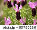 ラベンダー 65790236