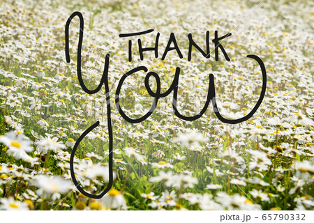 Sunny White Daisy Flower Meadow, Calligraphy Thank 65790332