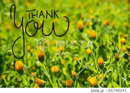 Yellow Flower Meadow, Calligraphy Thank You, Yellow Flower Meadow, Calligraphy Thank You, 65790341