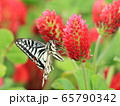 クリムゾンクローバーとアゲハ蝶 65790342