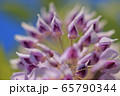 藤 65790344