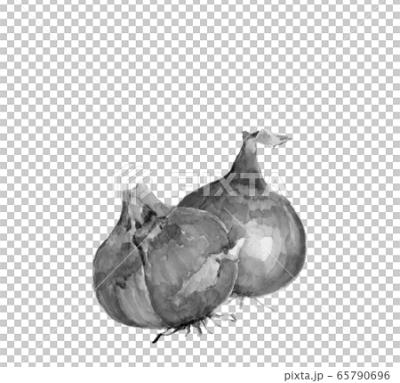 水彩 玉ねぎ 2個 モノトーン【水墨画風水彩】のイラスト素材