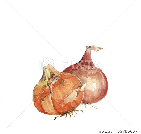 玉ねぎ 2個【水彩】 65790697
