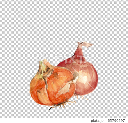 2洋蔥[水彩] 65790697