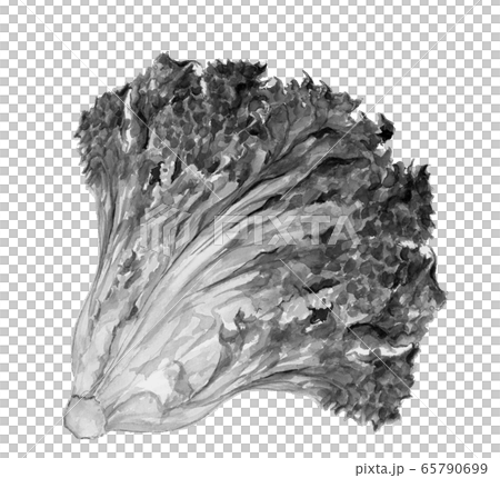 水彩 サニーレタス 葉物野菜 水墨画風 モノトーン 65790699