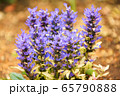 アジュガ 65790888