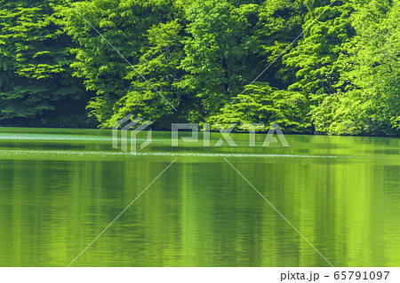 水面に映る樹々の新緑が美しいる初夏の大野池＿国立公園大山にて 65791097