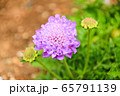 スカビオサ 65791139