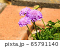 スカビオサ 65791140