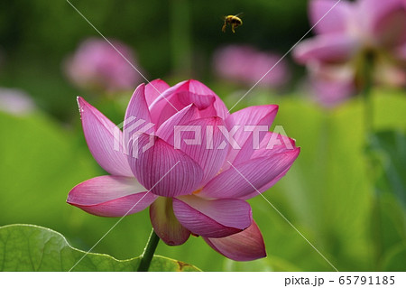 古河総合公園の大賀蓮の花にミツバチの写真素材