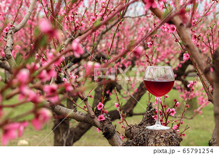 Wineglass with red wine at the peach tree garden Wineglass with red wine at the peach tree garden 65791254