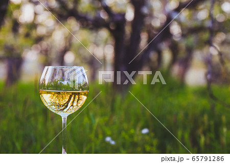 Wineglass with wine in the blossoming apple garden 65791286