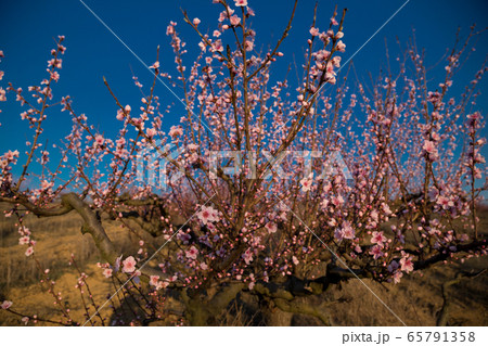Blossom tree over nature background. Spring Blossom tree over nature background. Spring 65791358