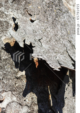 大木の樹皮 65791455