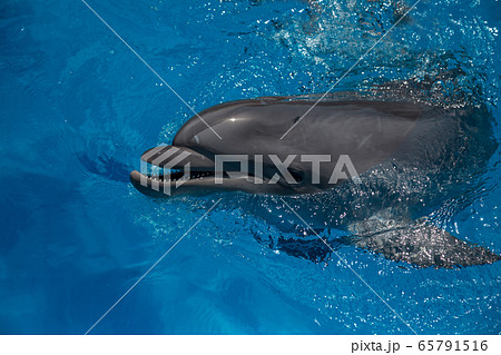 smiling dolphin in the pool with blue water smiling dolphin in the pool with blue water 65791516