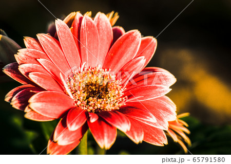 ガーベラ 65791580