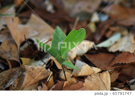 落ち葉の中から芽を出した若木 65791747