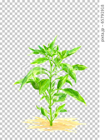 青椒葉和芽[水彩] 65791918