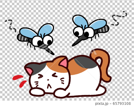 Mosquito cat gathering on pets 65793108