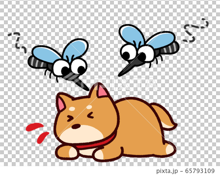 ペットに集まる蚊 柴犬のイラスト素材