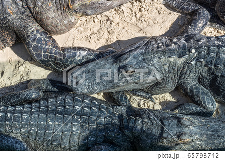 American Alligators lie on the sand in the park 65793742