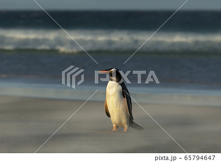Gentoo penguin standing on a sandy beach Gentoo penguin standing on a sandy beach 65794647