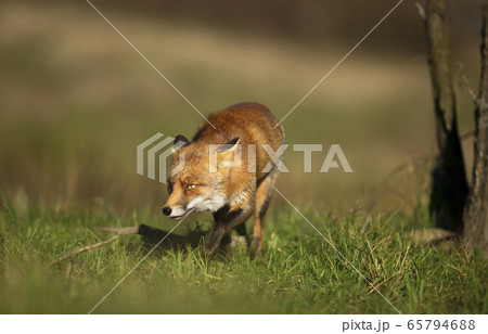 Close up of a red fox walking in green grass Close up of a red fox walking in green grass 65794688