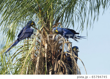 Hyacinth macaws perched in a palm tree Hyacinth macaws perched in a palm tree 65794745