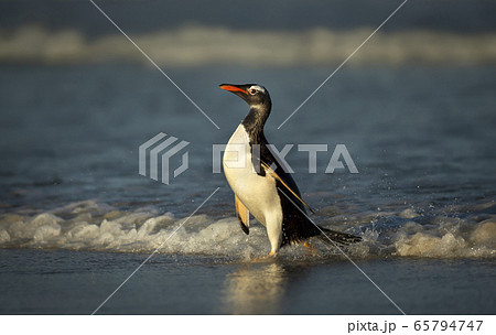 Gentoo penguin coming ashore from Atlantic ocean Gentoo penguin coming ashore from Atlantic ocean 65794747