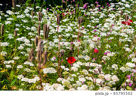 オルレアの咲く花壇の写真素材