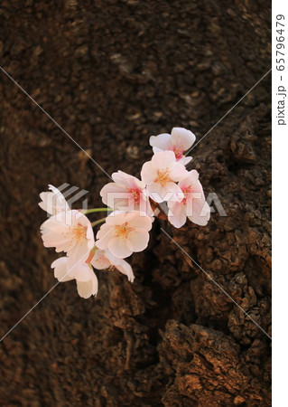 さくらの木の表皮に咲いた花 65796479