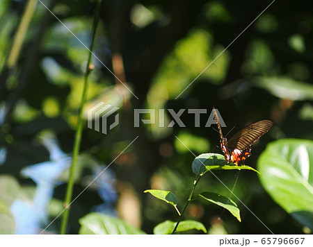 wild small black brown yellow pattern butterfly moth on green leaves, tropical plants outdoor authentic shot in garden with colorful bokeh background wild small black brown yellow pattern butterfly moth on green leaves, tropical plants outdoor authentic shot in garden with colorful bokeh background 65796667