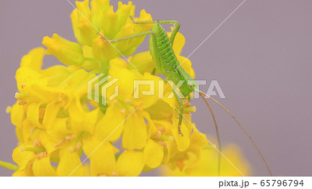 菜の花と子供のヤブキリ 65796794