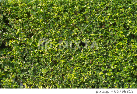 Vertical garden lush green wall pattern surface 65796815