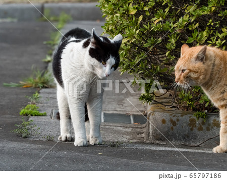 けんかを売る猫 65797186