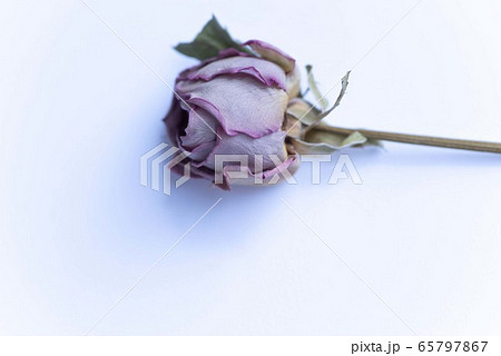 薔薇　ドライフラワー 65797867