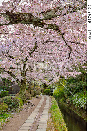 京都の哲学の道 京都の哲学の道 65798129