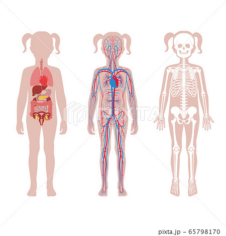 Internal structure of teen girl body. 65798170