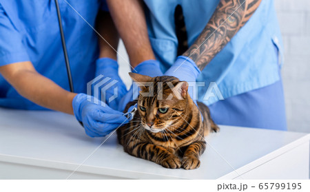Closeup of two veterinarian doctors with stethoscope checking tabby cat's heart rate in clinic. Panorama 65799195