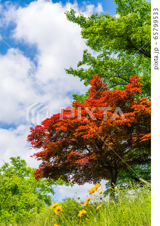 春　新緑　赤葉のノムラモミジ 65799533