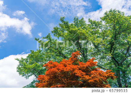 春　新緑　赤葉のノムラモミジ 65799535