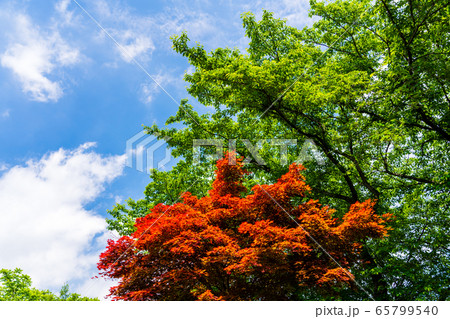 春　新緑　赤葉のノムラモミジ 65799540