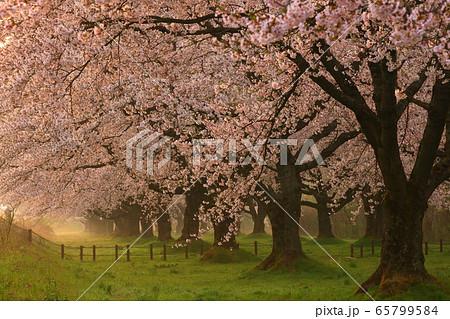 春の雫石川園地 65799584