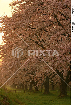 春の雫石川園地 65799586