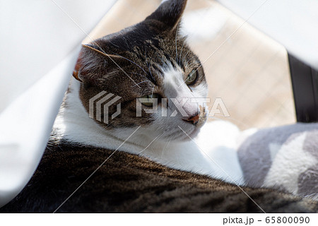 窓際の猫　キジトラ猫 65800090