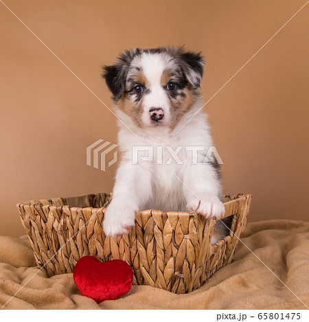 Red Merle Australian Shepherd puppy in a basket 65801475