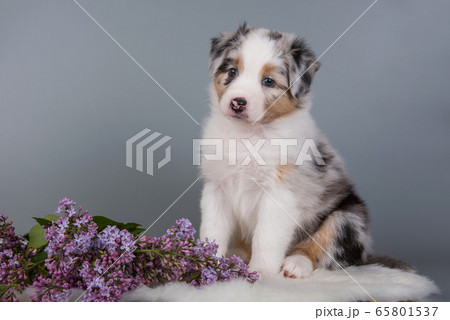 Red Merle Australian Shepherd puppy lilac flowers 65801537