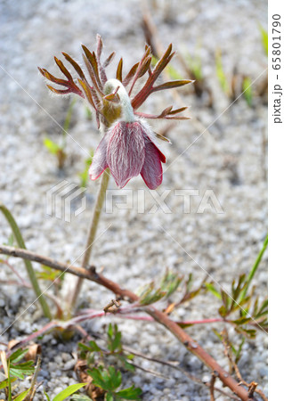 オキナグサ 65801790