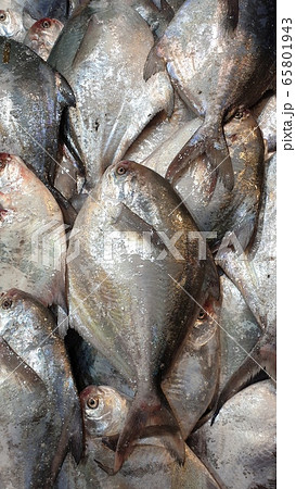 魚 釣り 料理 65801943