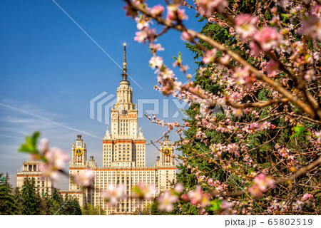 The main building of Moscow State University on a background of blooming cherry The main building of Moscow State University on a background of blooming cherry 65802519